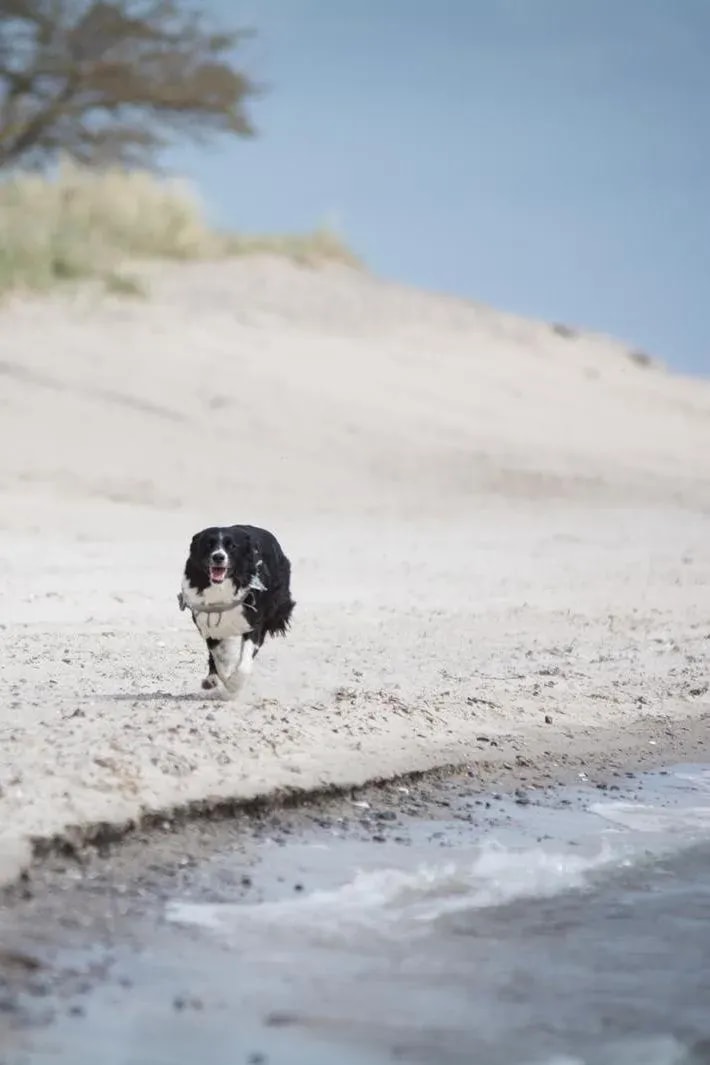 Hundefreundliche Ferienwohnung in Warnemünde